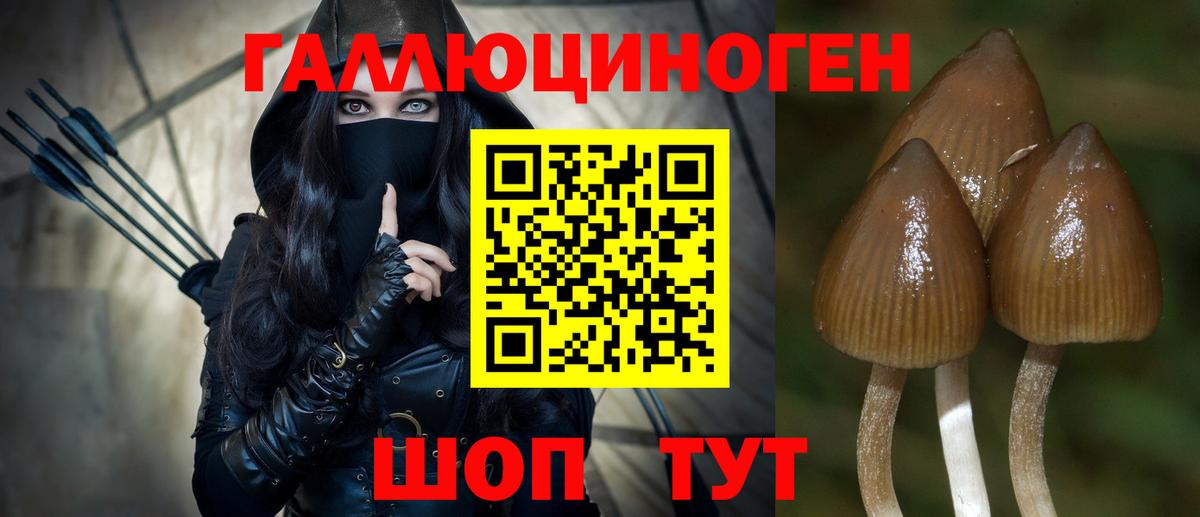 Псилоцибиновые грибы Psilocybe Каменск-Уральский